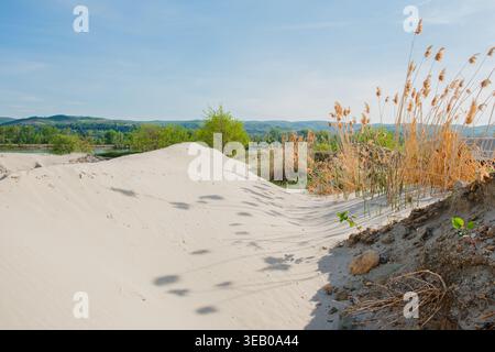 View of sand dunes with dry reeds and green trees under a clear blue sky near the Danube river Futog, Vojvodina, Serbia. Stock Photo