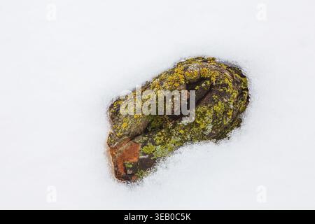Close-up of partially exposed rock buried in winter like snow and covered with patches of yellow, orange and green Lichen growth in early spring, Queb Stock Photo