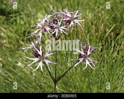 Lychnis flos-cuculi, cuckoo light carnation Stock Photo