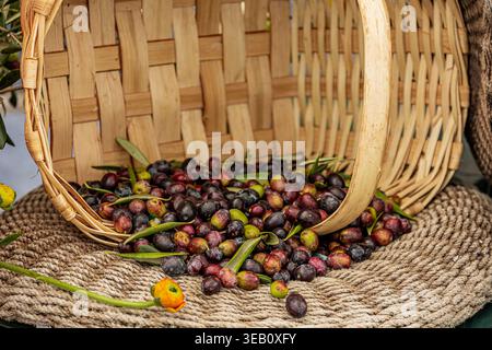 olives from the Ligurian Riviera on display in a wicker basket Stock Photo