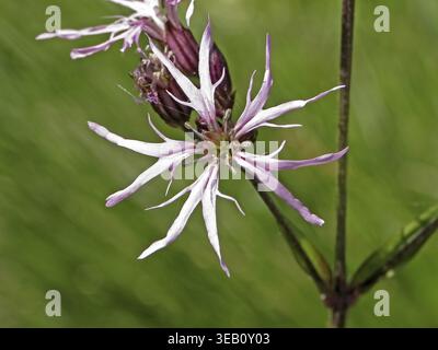 Lychnis flos-cuculi, cuckoo light carnation Stock Photo