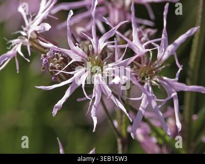 Lychnis flos-cuculi, cuckoo light carnation Stock Photo