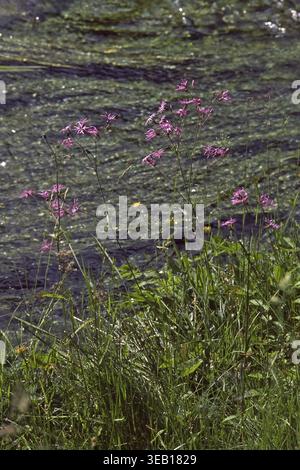 Lychnis flos-cuculi, cuckoo light carnation Stock Photo