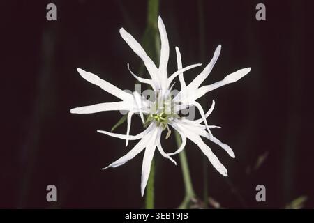 Lychnis flos-cuculi, cuckoo light carnation Stock Photo