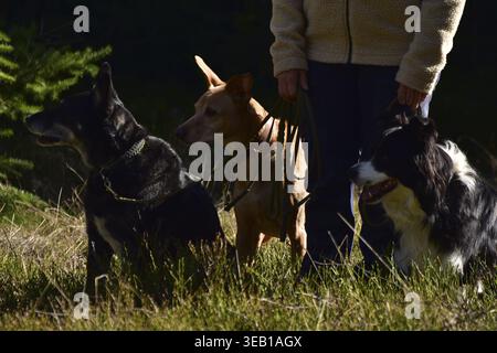 Dog owner with three sitting animal welfare dogs standing on a leash in the forest, Rhineland-Palatinate, Germany Stock Photo