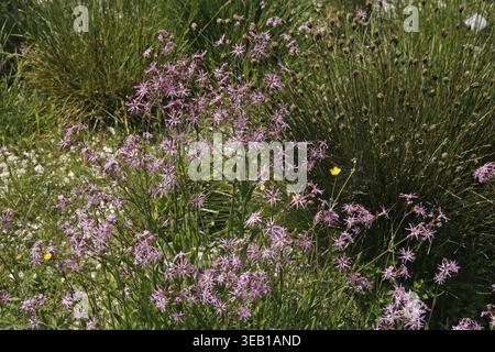 Lychnis flos-cuculi, cuckoo light carnation Stock Photo