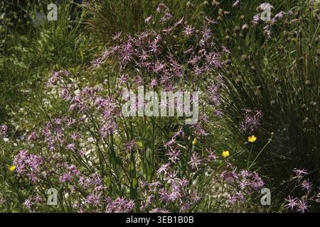Lychnis flos-cuculi, cuckoo light carnation Stock Photo