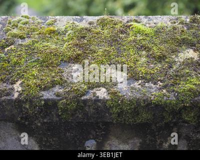 Green moss on a vintage weathered concrete wall Stock Photo