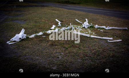 giraffes could be so cuddly if they were not as tall. They can look beautiful and clumsy, weird and endearing. Giraffe bones. died from leg injury. Stock Photo