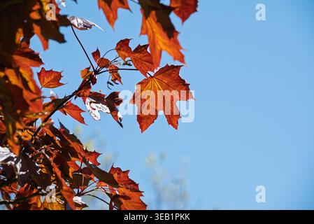 Vibrant red maple leaves glow against a clear blue sky, beautifully backlit by the bright sun. Stock Photo