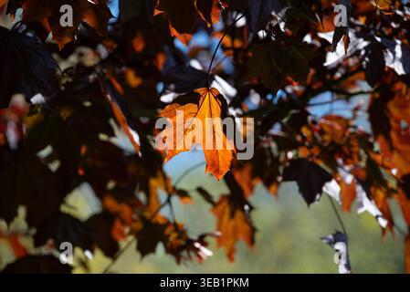 A vibrant orange maple leaf glows brightly as it is backlit by the sun, standing out among the darker autumn foliage. Stock Photo