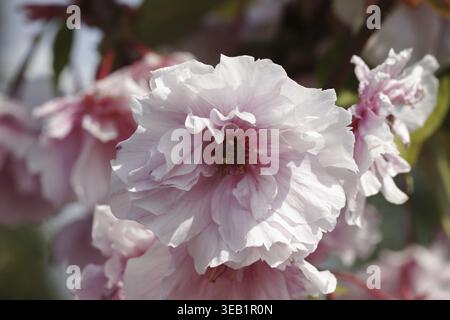 Prunus serrulata 'Kanzan', Japanese clove cherry - Prunus serrulata 'Kanzan', Japanese cherry, Japanese flowering cherry, hill cherry, oriental cherry Stock Photo