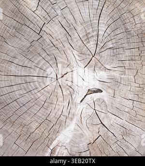 Cracked structure of a tree trunk in close-up Stock Photo