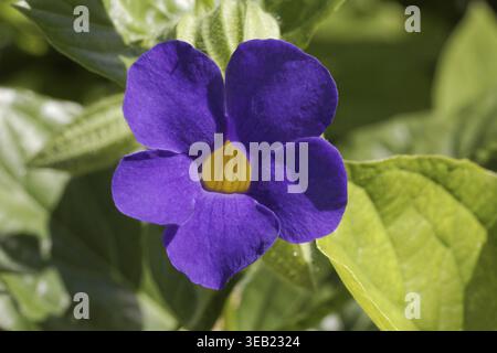 Thunbergia Battiscombei, Thunbergia Battiscombei, Blue Boy, Blue Glory, Bengal Clock Vine, Blue Trumpet Vine Stock Photo