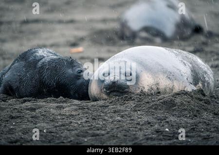 View of two southern elephant seal pups resting on a dark sandy beach during a light snowfall at Saint Andrew's Bay, South Georgia and the South Sandw Stock Photo