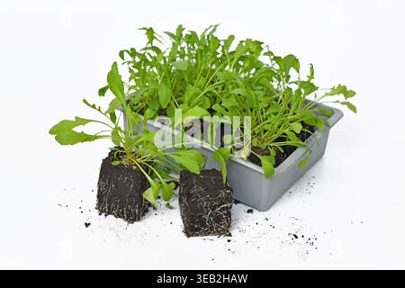 Small arugula seedlings growing in square soil blocks with tray of young plants in background Stock Photo