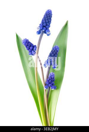 Muscari flower isolated on white background. Grape Hyacinth. Clipping path Stock Photo