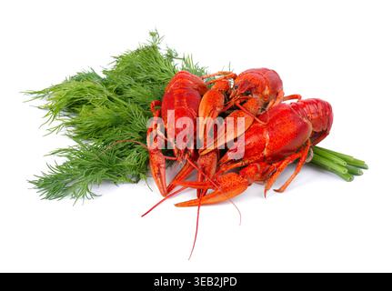 Three boiled red crayfish with fresh dill isolated on white background. Freshwater lobster or crawfish Stock Photo