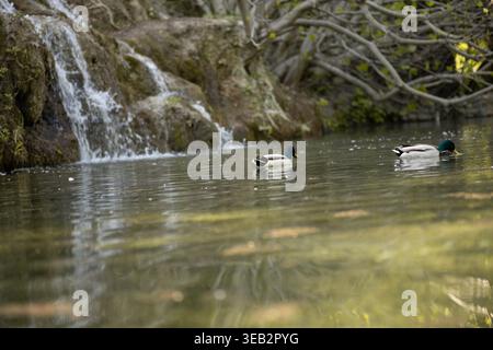 Small waterfall in a pond with mallard ducks and statue Stock Photo