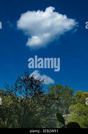Cotton like clouds drift over treetops Stock Photo