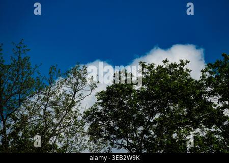 Cotton like clouds drift over treetops Stock Photo