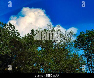 Cotton like clouds drift over treetops, Stock Photo