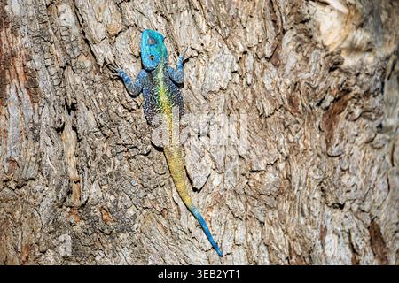 View of a colorful blue-headed lizard with a yellow dorsal stripe resting on the textured bark of a tree in Kruger National Park Skukuza, Mpumalanga, Stock Photo