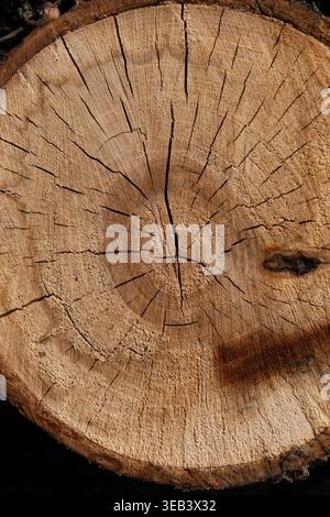 A vertical close-up of a light-colored tree trunk cross section featuring visible growth rings and natural wood patterns. The image highlights the cle Stock Photo