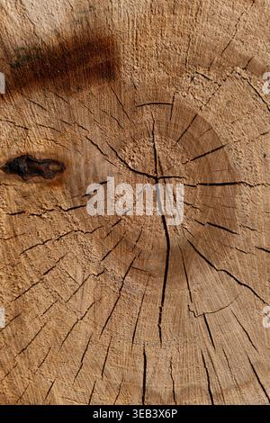 A vertical close-up of a light-colored tree trunk cross section featuring visible growth rings and natural wood patterns. The image highlights the cle Stock Photo