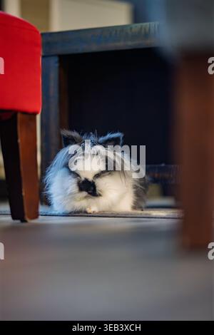 A fluffy black and white Lionhead rabbit rests peacefully on a rug Stock Photo