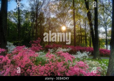 View of vibrant pink and white azaleas in full bloom at Brighton Dam Azalea Garden with sunlight filtering through tall trees Brookeville, Maryland, U Stock Photo