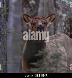 Elk on a March morning in northern Wisconsin. Stock Photo