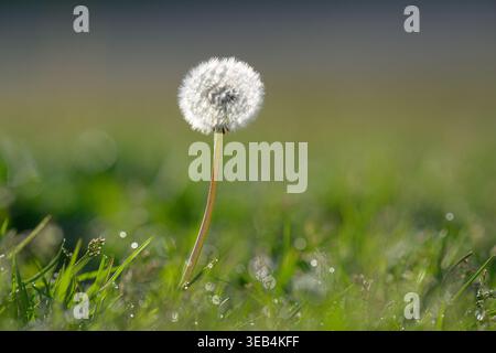 Dandelion seed head Stock Photo