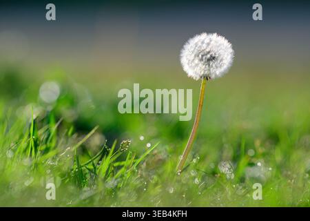 Dandelion seed head Stock Photo