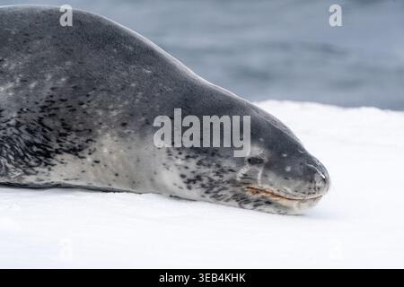 View of a leopard seal resting on a white ice floe with dark ocean water in the background at Deception Island, Antarctica. Stock Photo