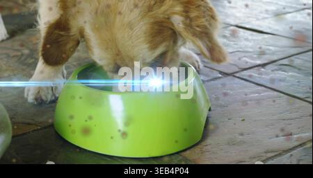 Eating light-colored dog lowering head into lime-green plastic bowl on tiled porch, paws visible Stock Photo