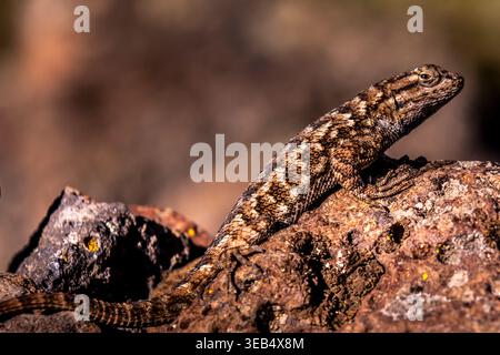 Western Fence Lizard On A Rock Stock Photo