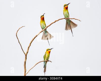 View of three colorful bee-eaters perched on a dry tree branch against a bright white sky in Joypurhat, Rajshahi Division, Bangladesh. Stock Photo