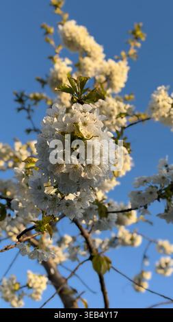 A closeup of a flowering cherry tree against the backdrop of a vibrant blue sky close to sunset in Bulgaria Stock Photo