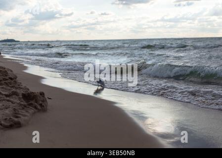 Seagull walking along sandy shoreline with ocean waves and soft evening light, peaceful beach scene with natural reflections Stock Photo