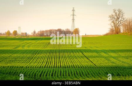 Late afternoon golden sun casts long shadows over a new cop of wheat in early spring near Seaforth Ontario Canada.  April 23, 2026. Stock Photo
