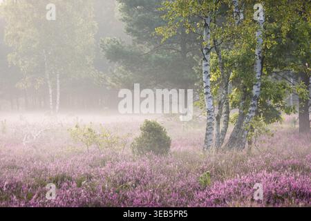 View of blooming purple heather field surrounded by birch and pine trees shrouded in morning mist Palmiry, Masovian Voivodeship, Poland. Stock Photo