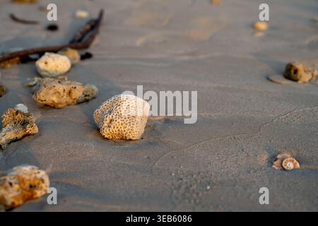 Coral fragments and shells lie on sandy beach illuminated by warm sunset light in Krabi Thailand. Stock Photo
