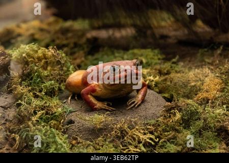 Bright tomato frog sitting on moss in natural environment close up exotic animal wildlife concept nobody Stock Photo