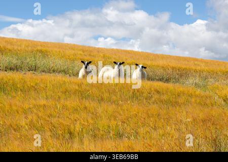 Three sheep standing in a field of golden grain Stock Photo