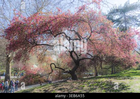 View of a blooming cherry blossom tree with pink flowers and twisted branches in Central Park with people walking on a path, New York, New York, Unite Stock Photo