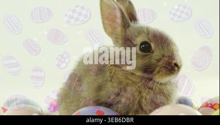 Sitting small brown rabbit in studio facing right on bedding, showing whiskers, pastel egg overlays Stock Photo