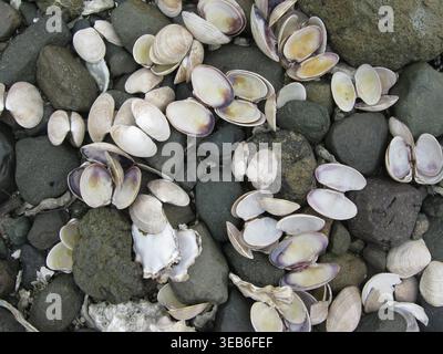 Hard Clam And Oyster Shells On Rocks Stock Photo