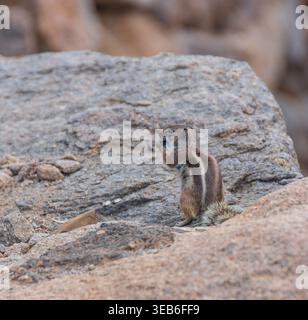 View of a Barbary ground squirrel eating a nut while perched on a volcanic rock in Lanzarote, Canarias, Spain. Stock Photo