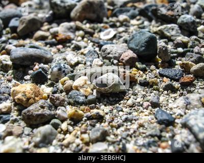 Whelk Sea Snail Shell Lying On Gravel  Stock Photo